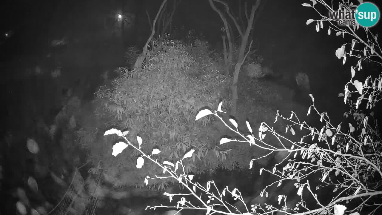 Zlatolični gibon živalski vrt Ljubljana