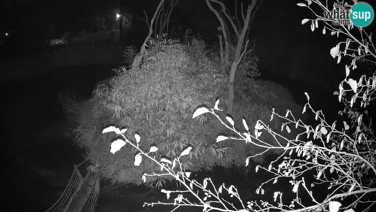 Gibón de mejillas beige Zoo Ljubljana