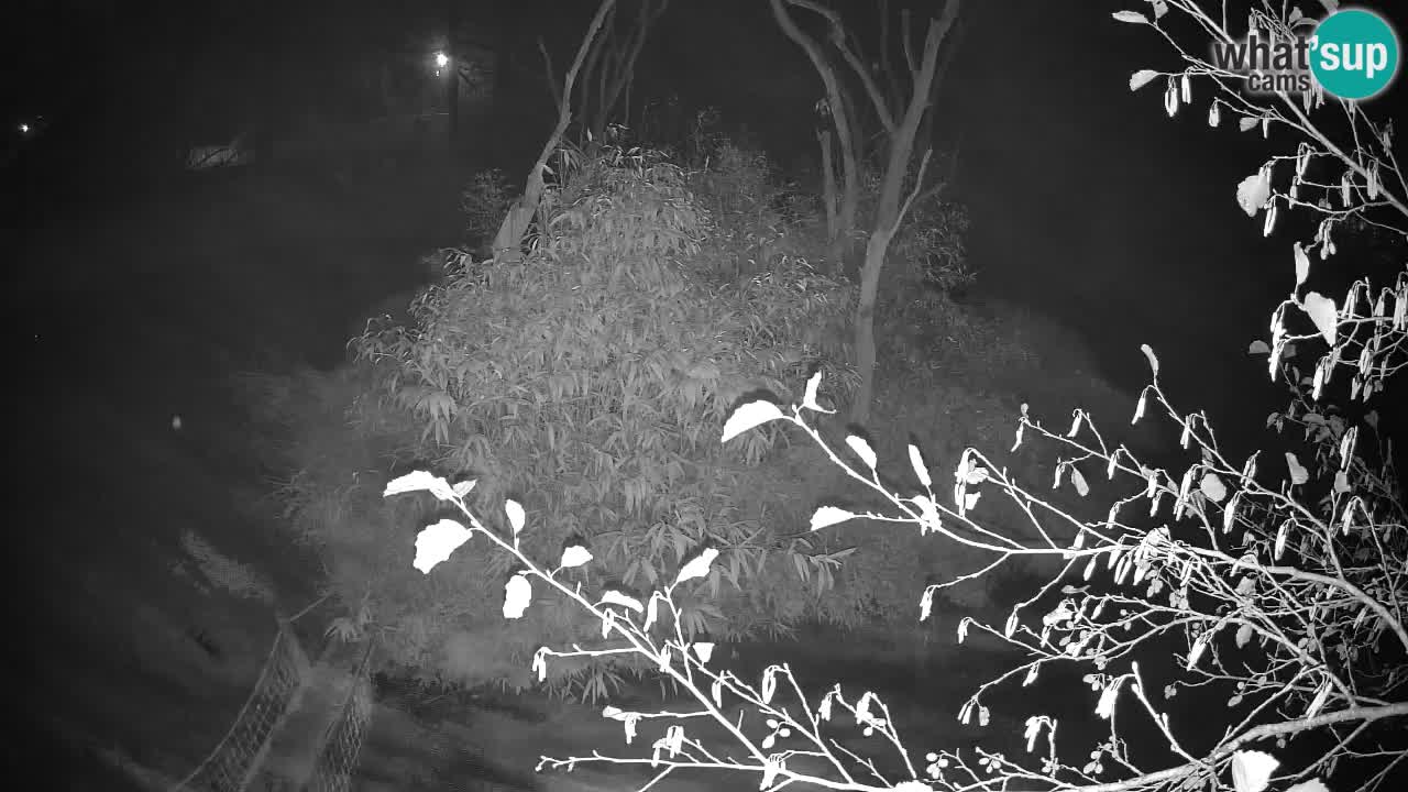 Yellow-cheeked gibbon Zoo Ljubljana livecam