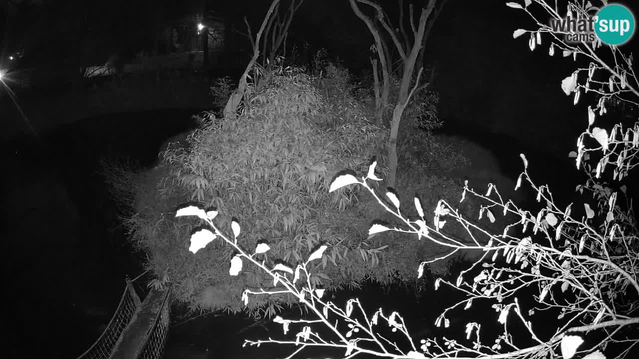 Südlicher Gelbwangen-Schopfgibbon Zoo Ljubljana webcam