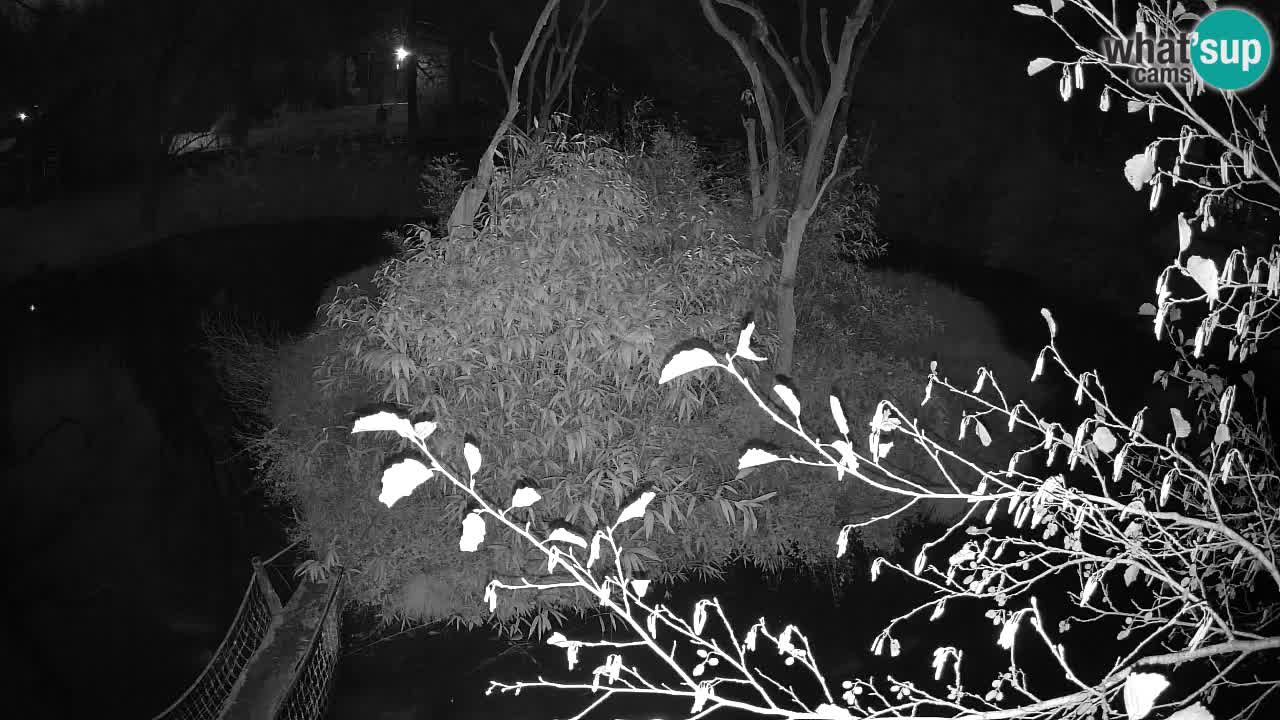 Zlatolični gibon živalski vrt Ljubljana