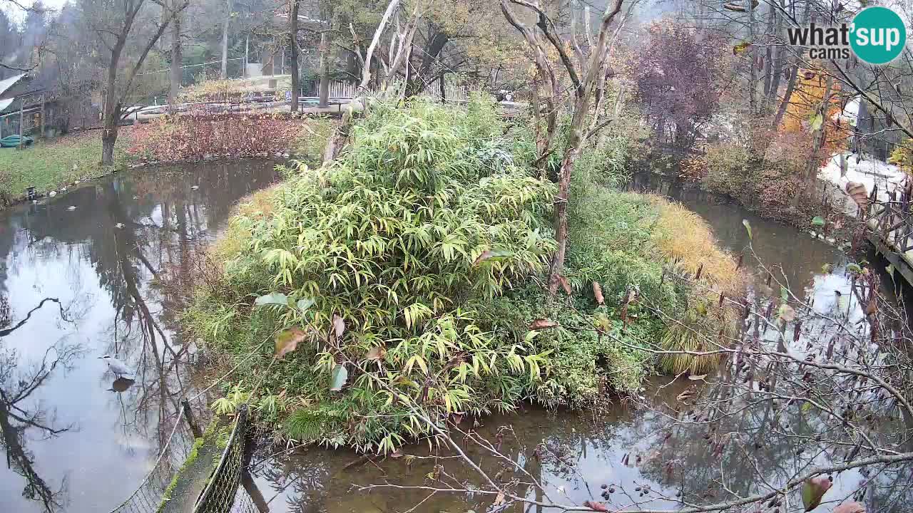 Gibon – Nomascus gabriellae – Zoo Ljubljana web kamera