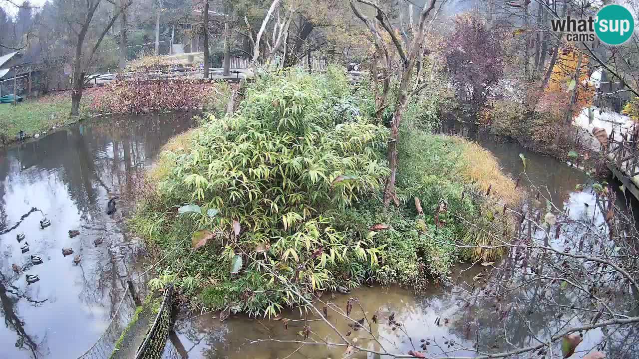 Gibon – Nomascus gabriellae – Zoo Ljubljana web kamera