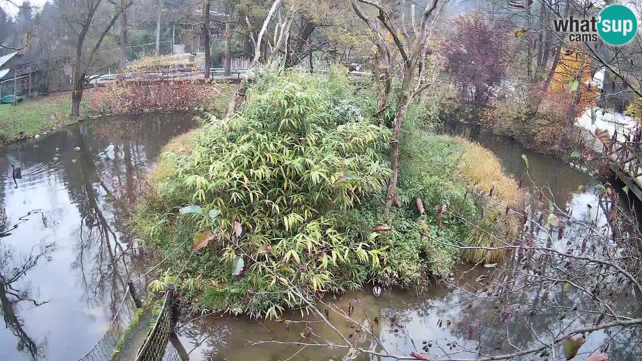 Gibbone dalle guance rosa nello ZOO di Ljubljana