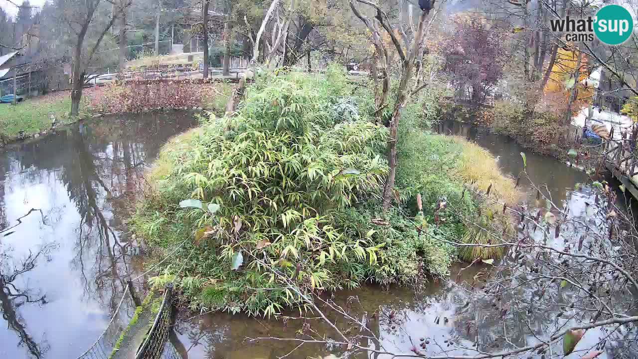Gibbone dalle guance rosa nello ZOO di Ljubljana