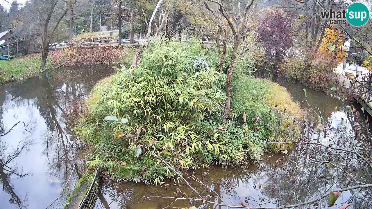 Gibbone dalle guance rosa nello ZOO di Ljubljana