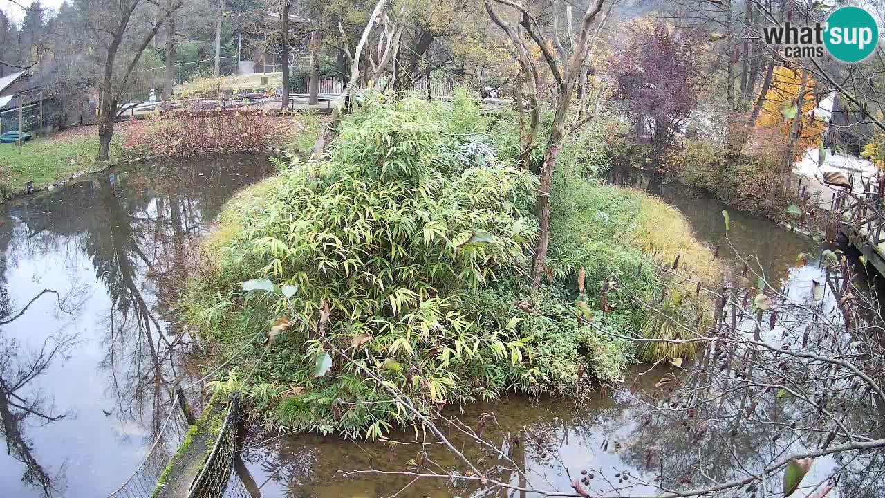 Gibbone dalle guance rosa nello ZOO di Ljubljana