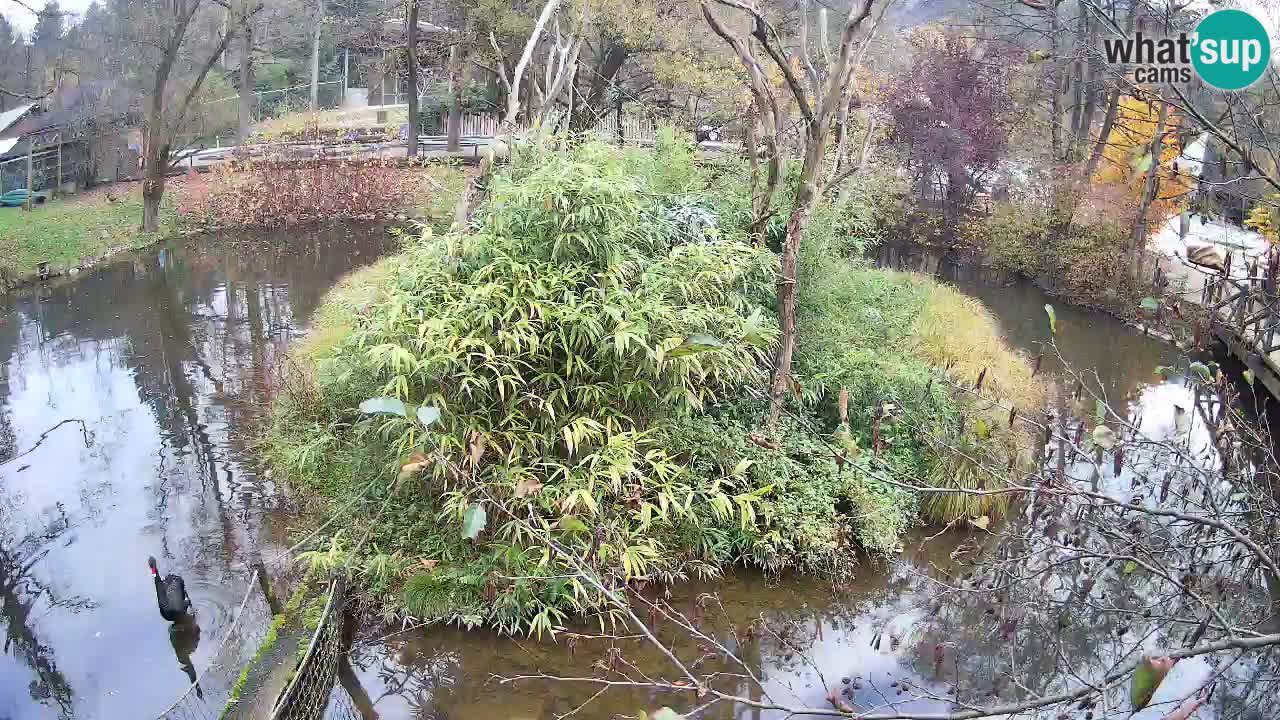 Gibón de mejillas beige Zoo Ljubljana