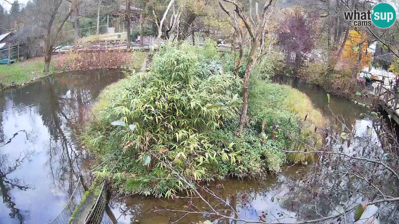 Gibbone dalle guance rosa nello ZOO di Ljubljana