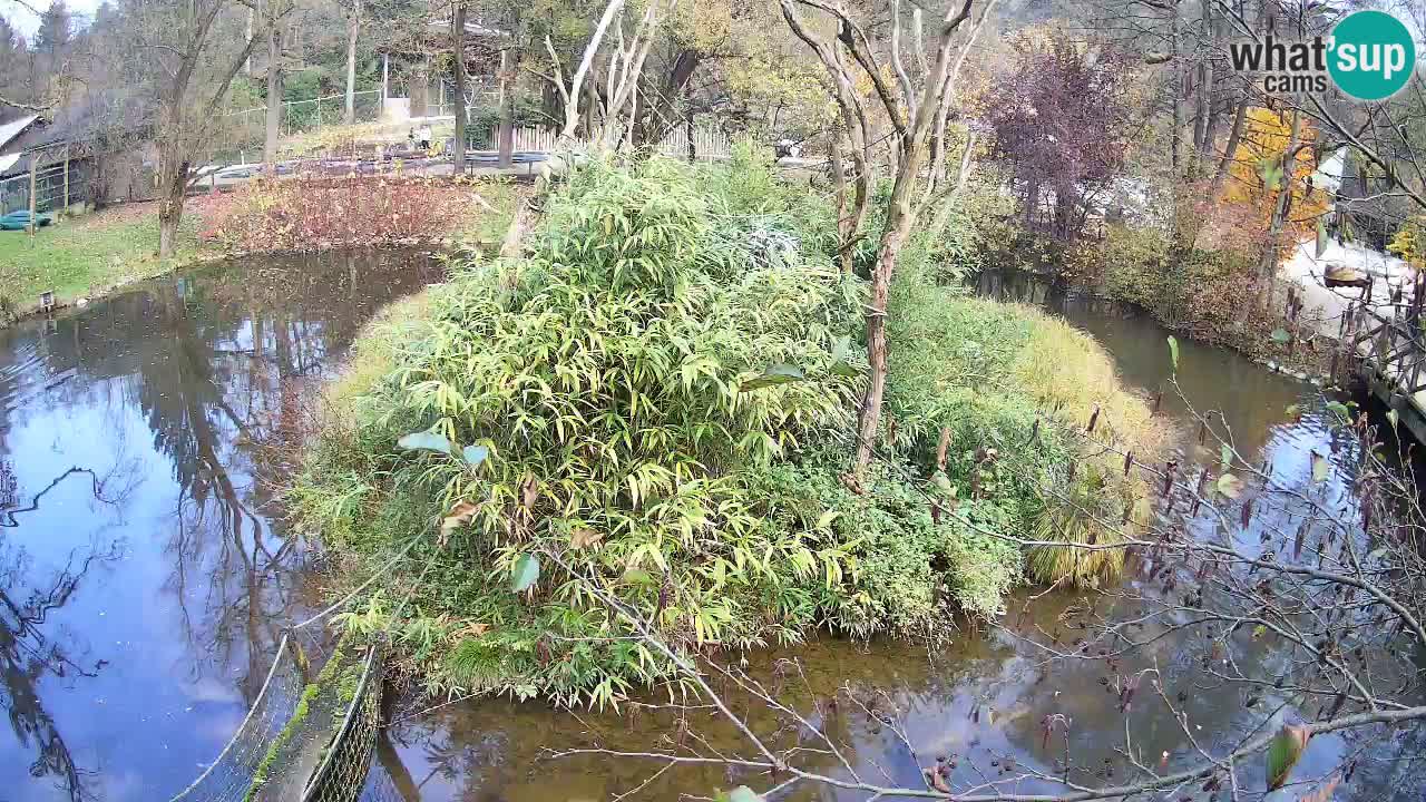 Gibón de mejillas beige Zoo Ljubljana
