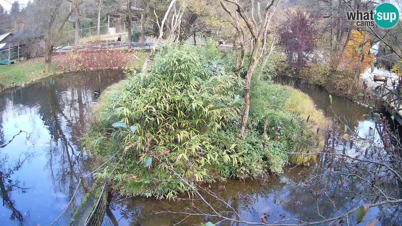 Yellow-cheeked gibbon Zoo Ljubljana livecam