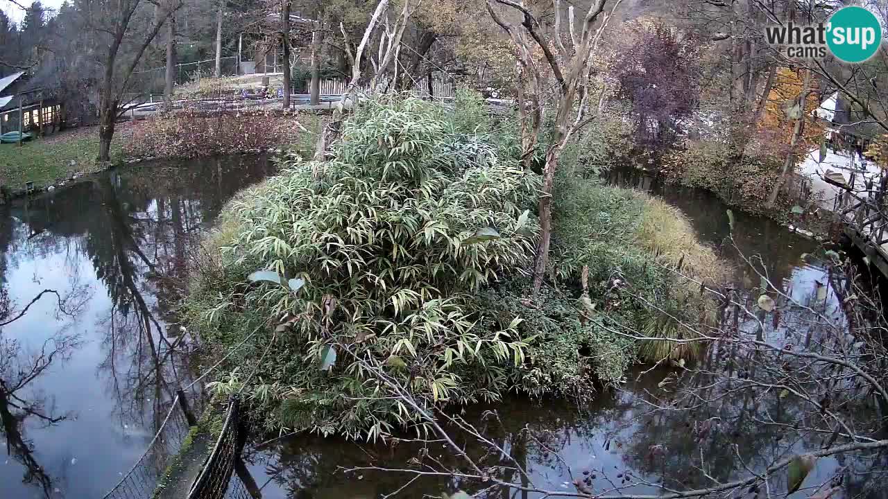 Zlatolični gibon živalski vrt Ljubljana