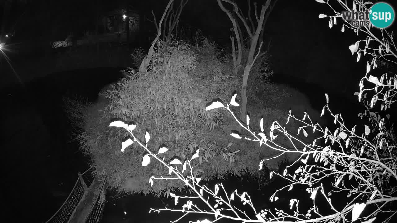 Yellow-cheeked gibbon Zoo Ljubljana livecam