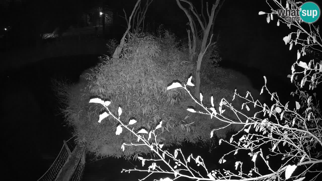 Yellow-cheeked gibbon Zoo Ljubljana livecam