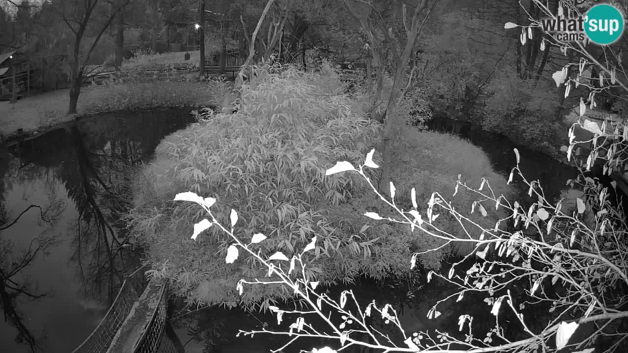 Gibón de mejillas beige Zoo Ljubljana