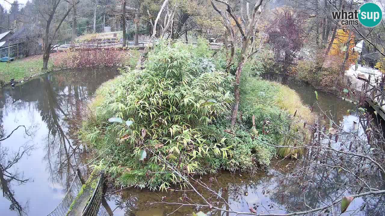 Gibon – Nomascus gabriellae – Zoo Ljubljana web kamera