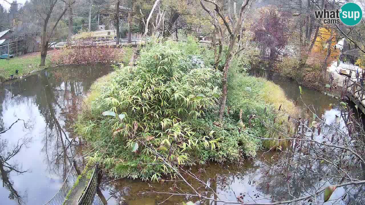 Südlicher Gelbwangen-Schopfgibbon Zoo Ljubljana webcam