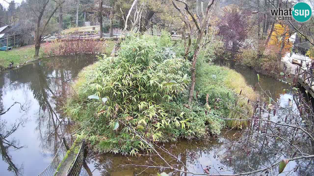 Yellow-cheeked gibbon Zoo Ljubljana livecam