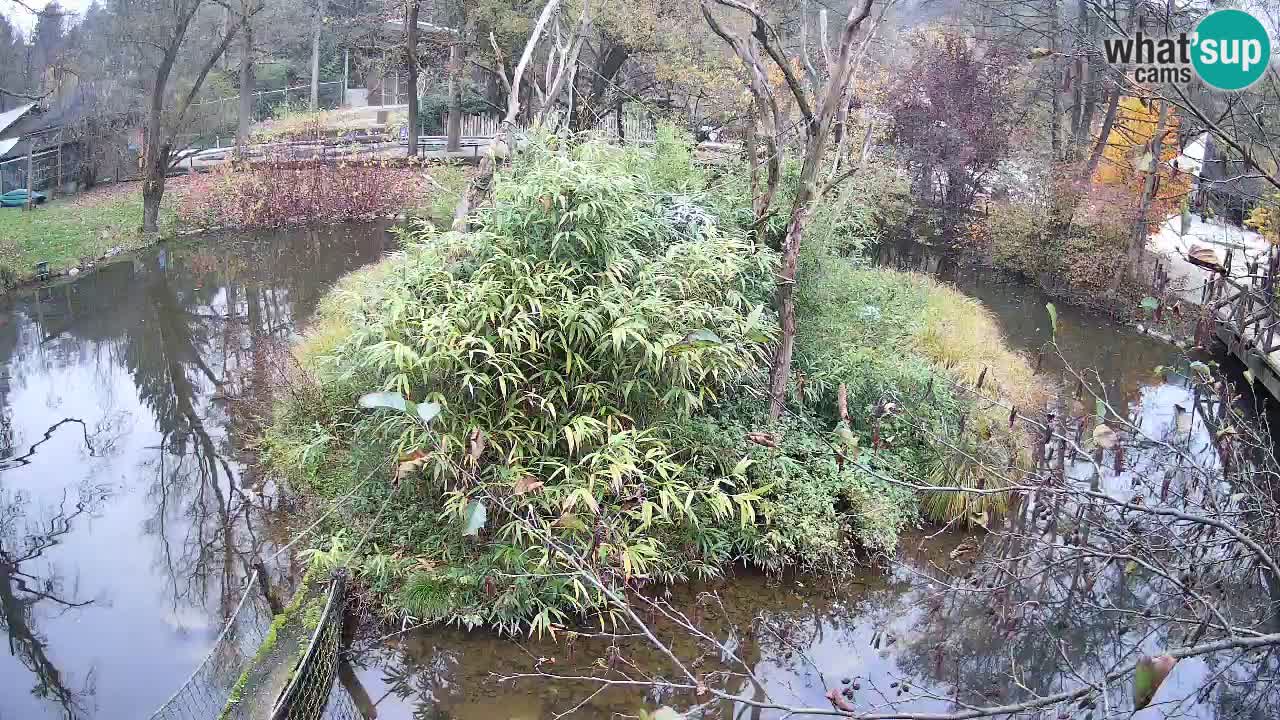 Gibón de mejillas beige Zoo Ljubljana