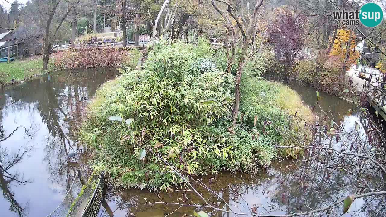 Südlicher Gelbwangen-Schopfgibbon Zoo Ljubljana webcam