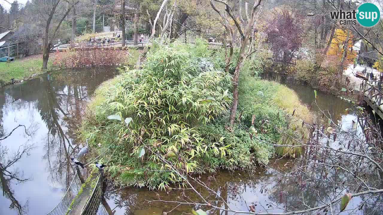 Südlicher Gelbwangen-Schopfgibbon Zoo Ljubljana webcam