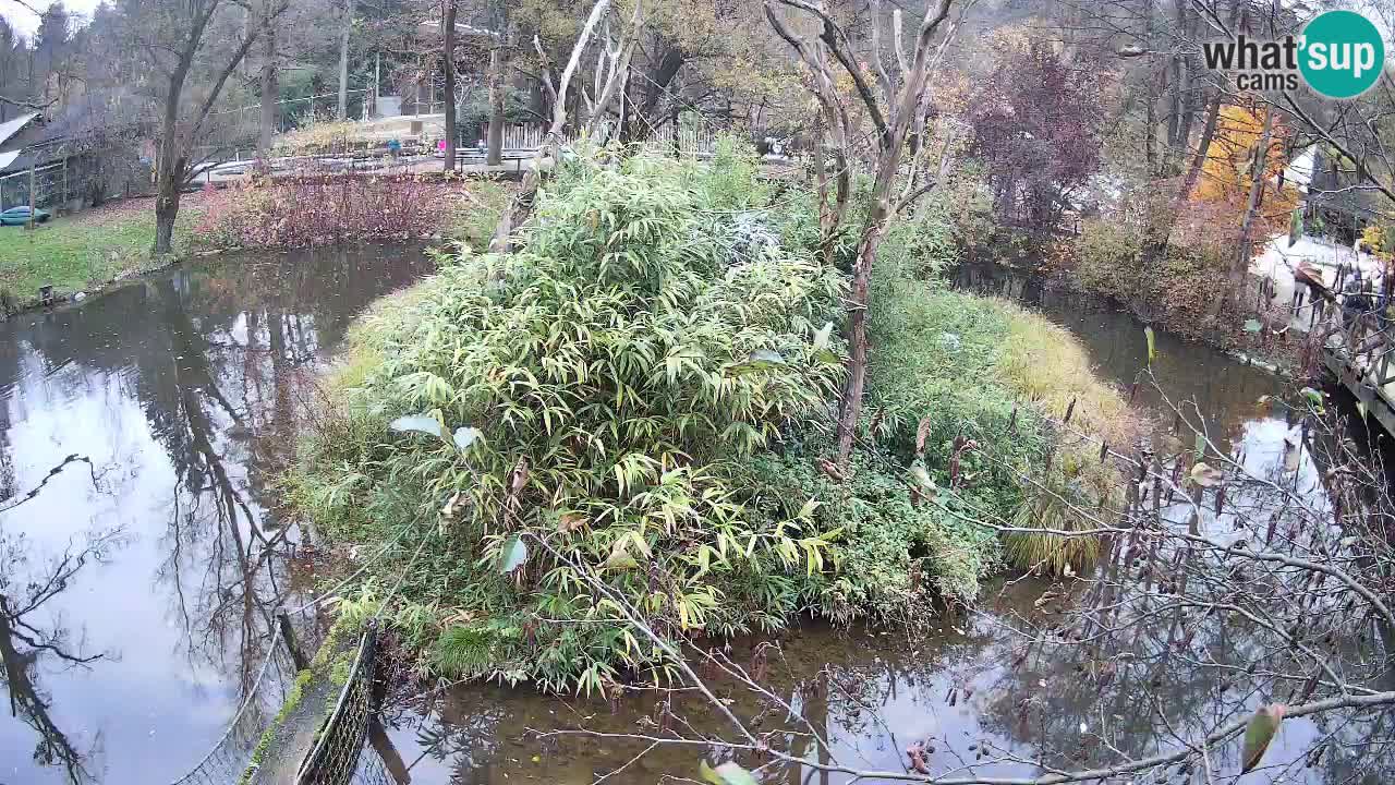 Gibon – Nomascus gabriellae – Zoo Ljubljana web kamera