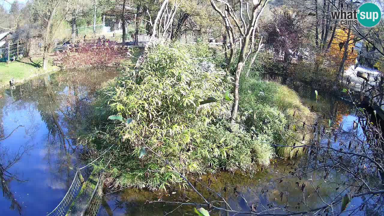 Gibon – Nomascus gabriellae – Zoo Ljubljana web kamera