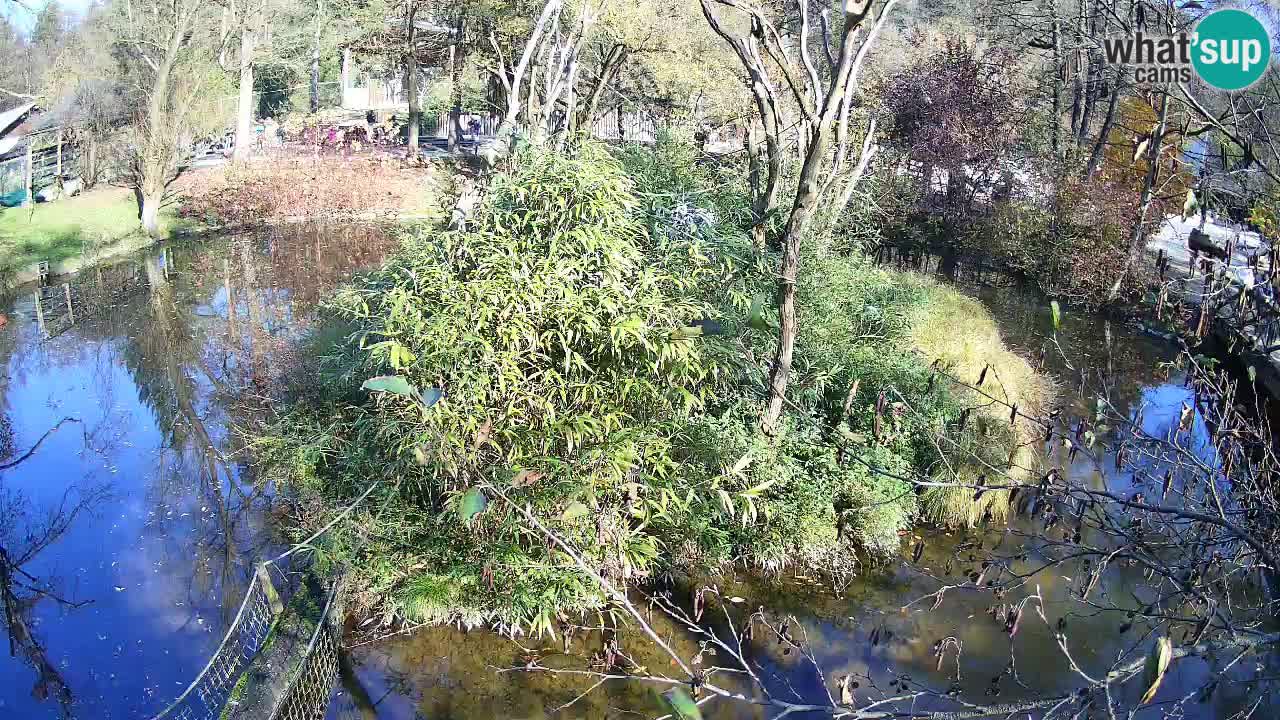 Gibón de mejillas beige Zoo Ljubljana