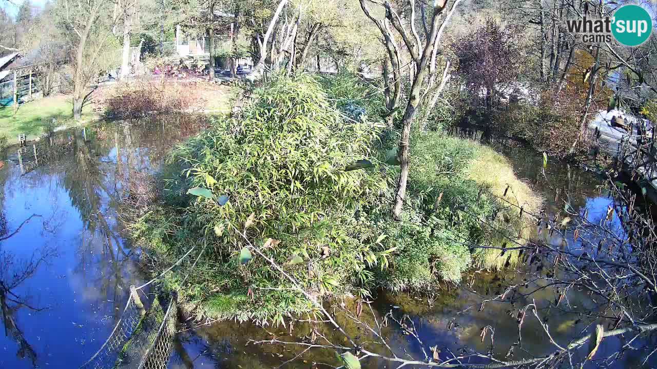 Südlicher Gelbwangen-Schopfgibbon Zoo Ljubljana webcam