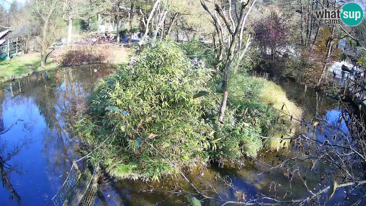 Südlicher Gelbwangen-Schopfgibbon Zoo Ljubljana webcam