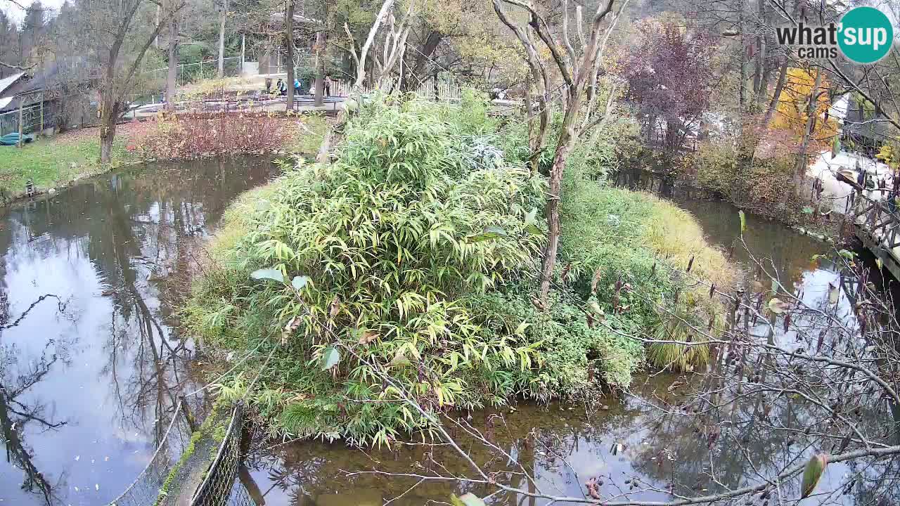 Gibon – Nomascus gabriellae – Zoo Ljubljana web kamera