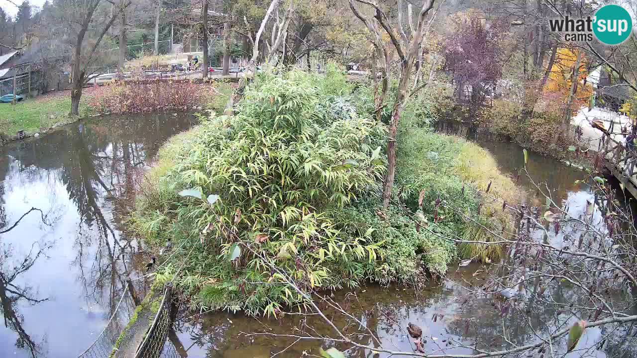 Gibbone dalle guance rosa nello ZOO di Ljubljana