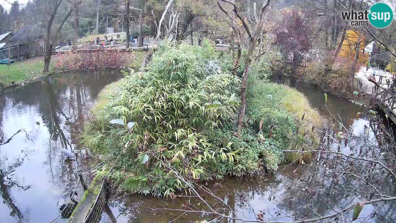 Zlatolični gibon živalski vrt Ljubljana