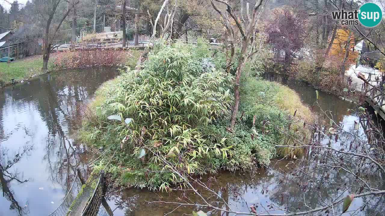 Gibbon à joues jaunes Zoo Ljubljana live cam