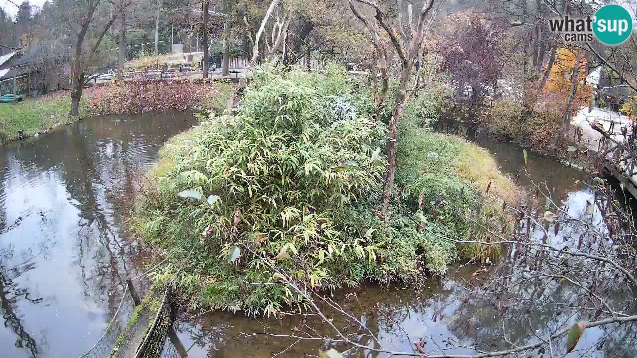 Gibbone dalle guance rosa nello ZOO di Ljubljana