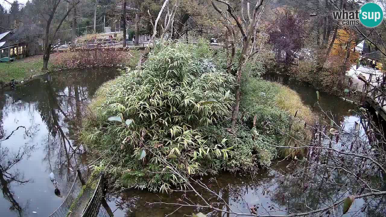 Yellow-cheeked gibbon Zoo Ljubljana livecam