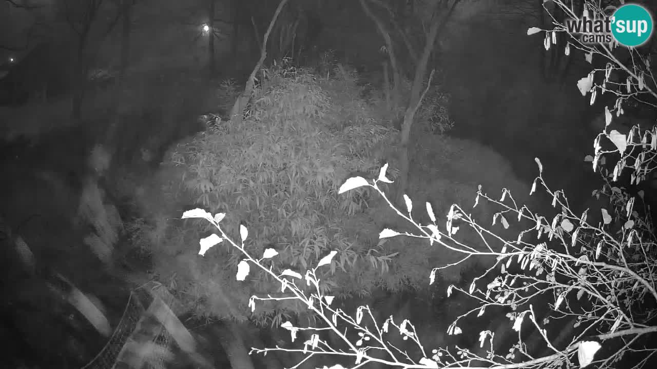 Gibbon à joues jaunes Zoo Ljubljana live cam