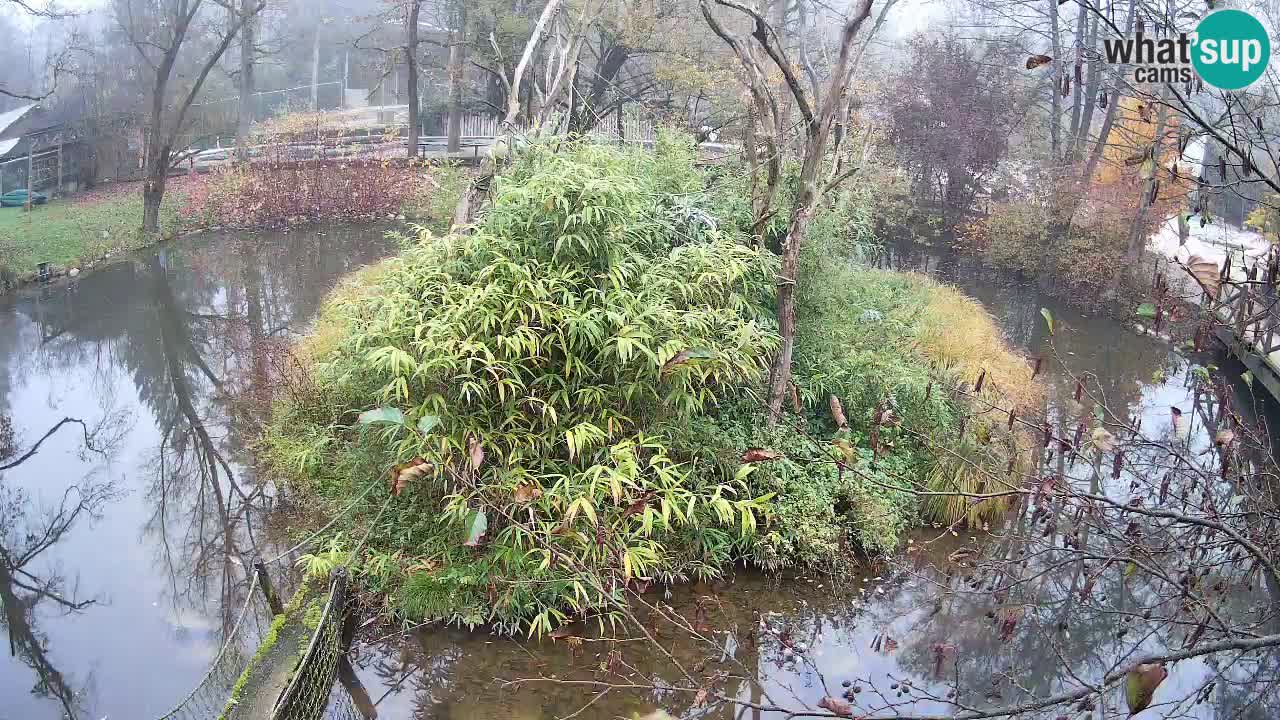 Gibbon à joues jaunes Zoo Ljubljana live cam