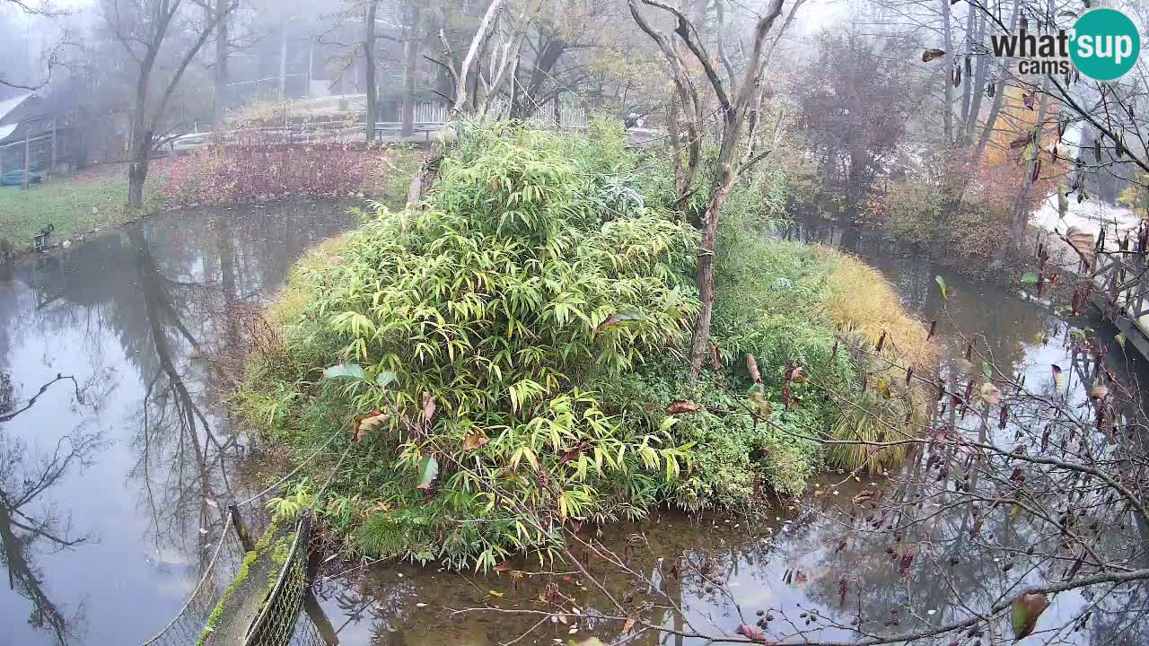 Zlatolični gibon živalski vrt Ljubljana