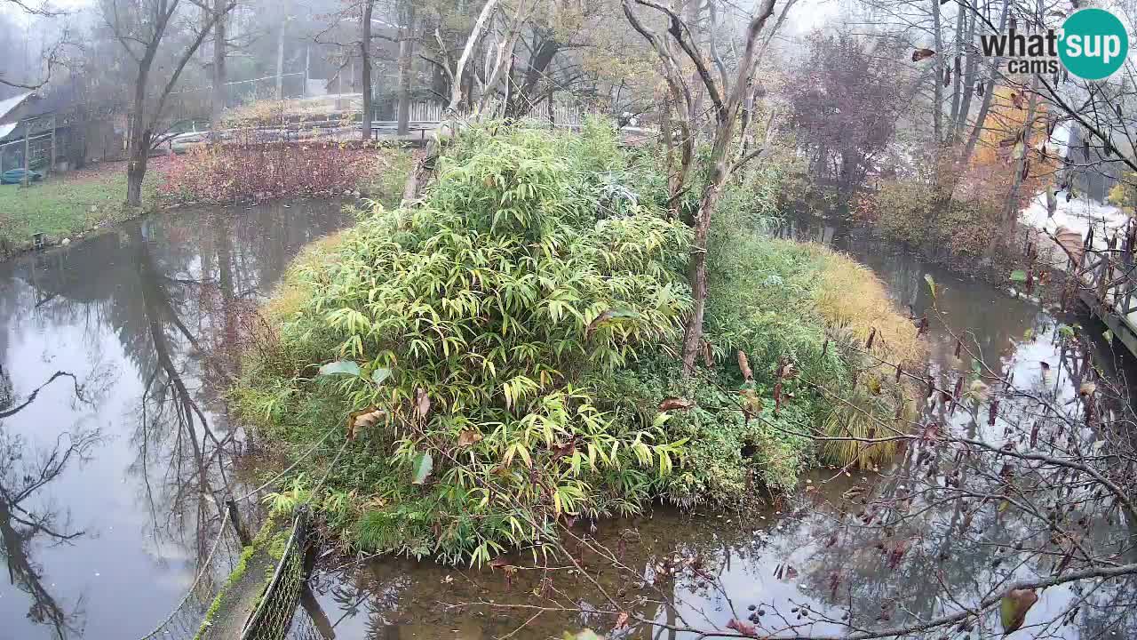 Gibón de mejillas beige Zoo Ljubljana