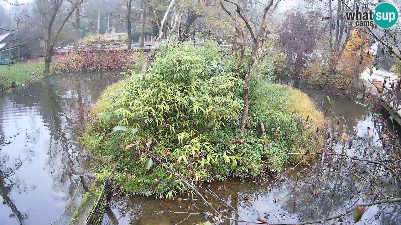Gibon – Nomascus gabriellae – Zoo Ljubljana web kamera