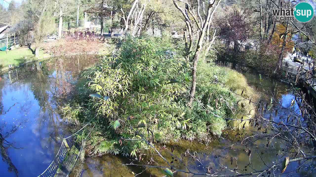 Yellow-cheeked gibbon Zoo Ljubljana livecam