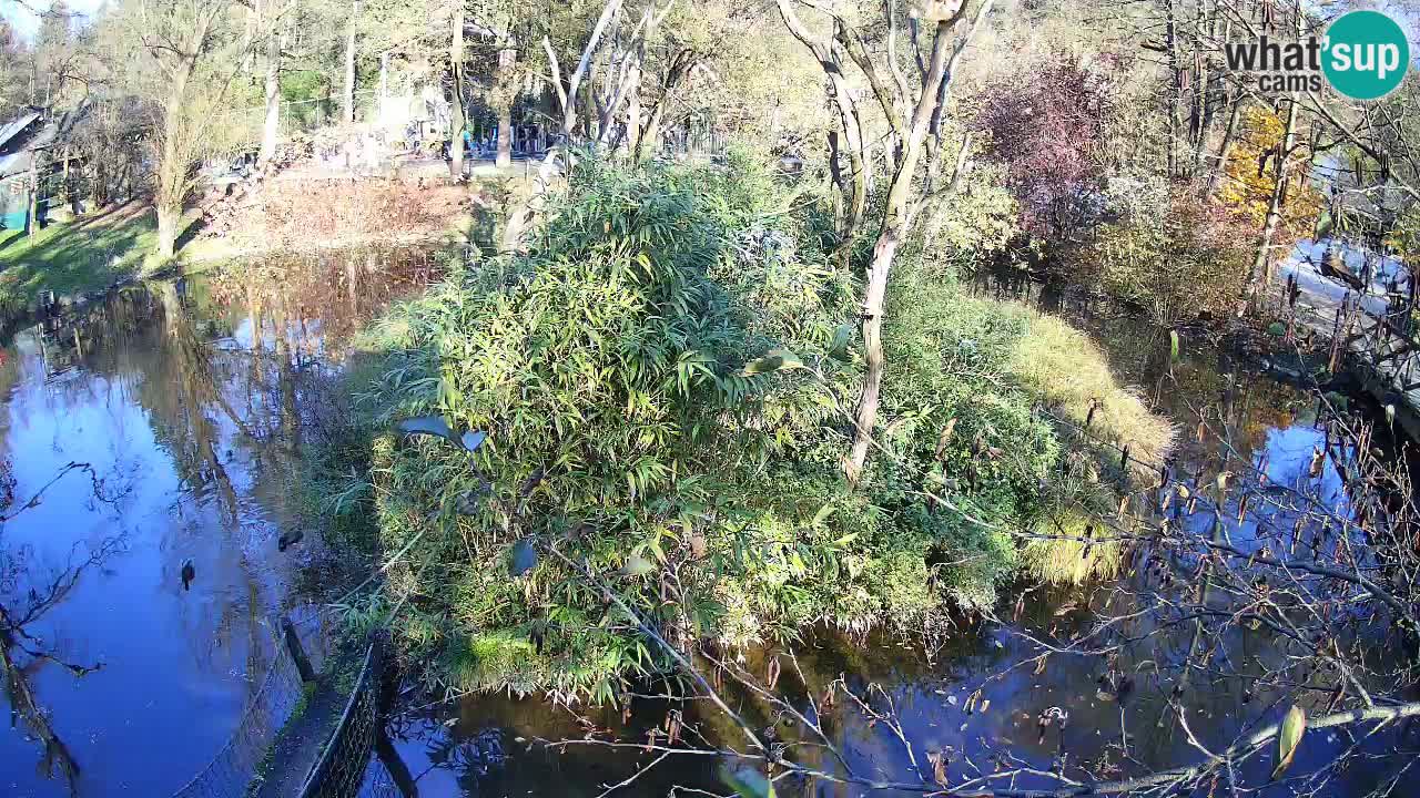 Gibon – Nomascus gabriellae – Zoo Ljubljana web kamera