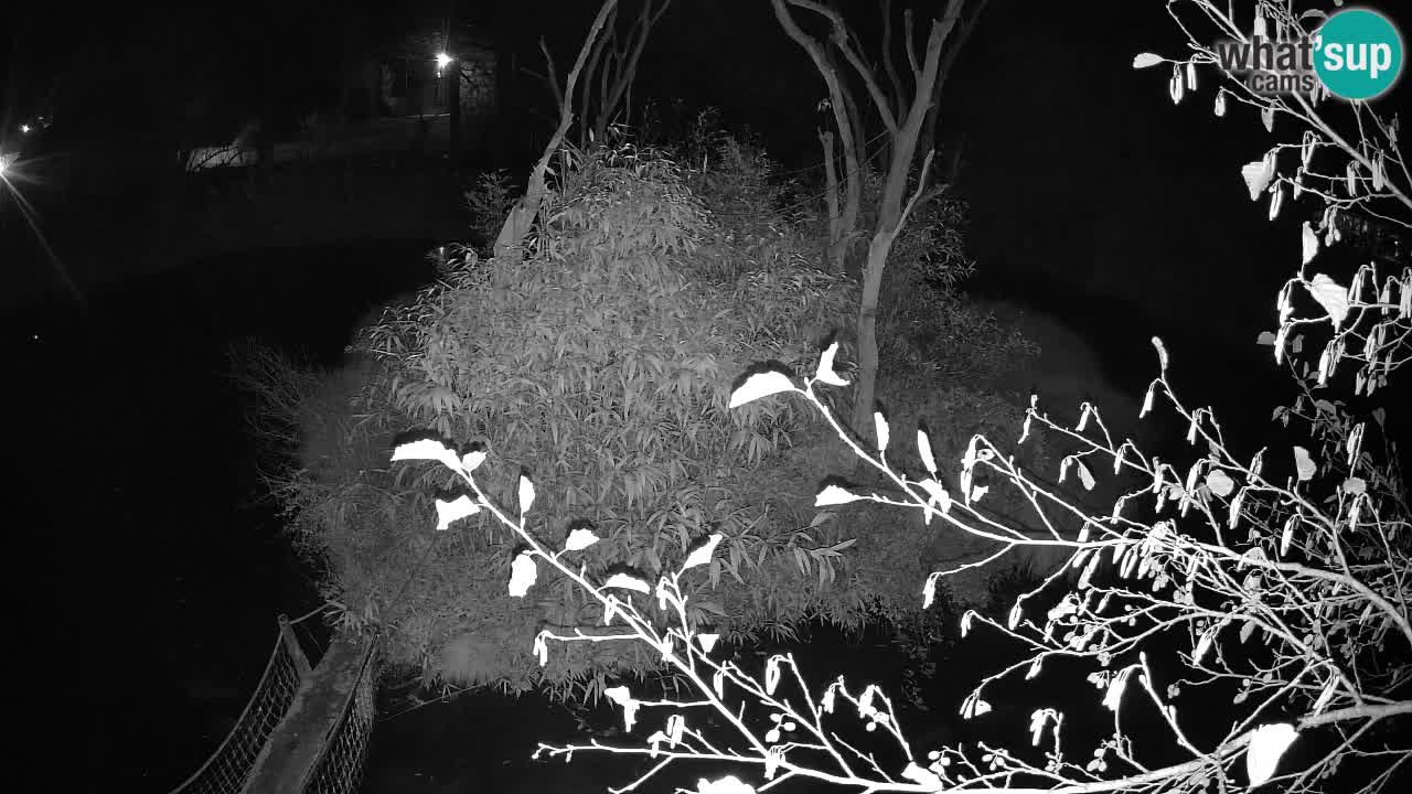 Zlatolični gibon živalski vrt Ljubljana