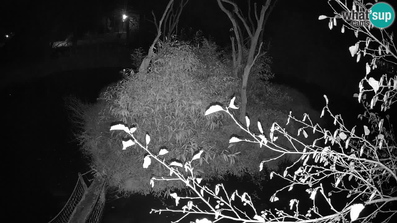 Südlicher Gelbwangen-Schopfgibbon Zoo Ljubljana webcam