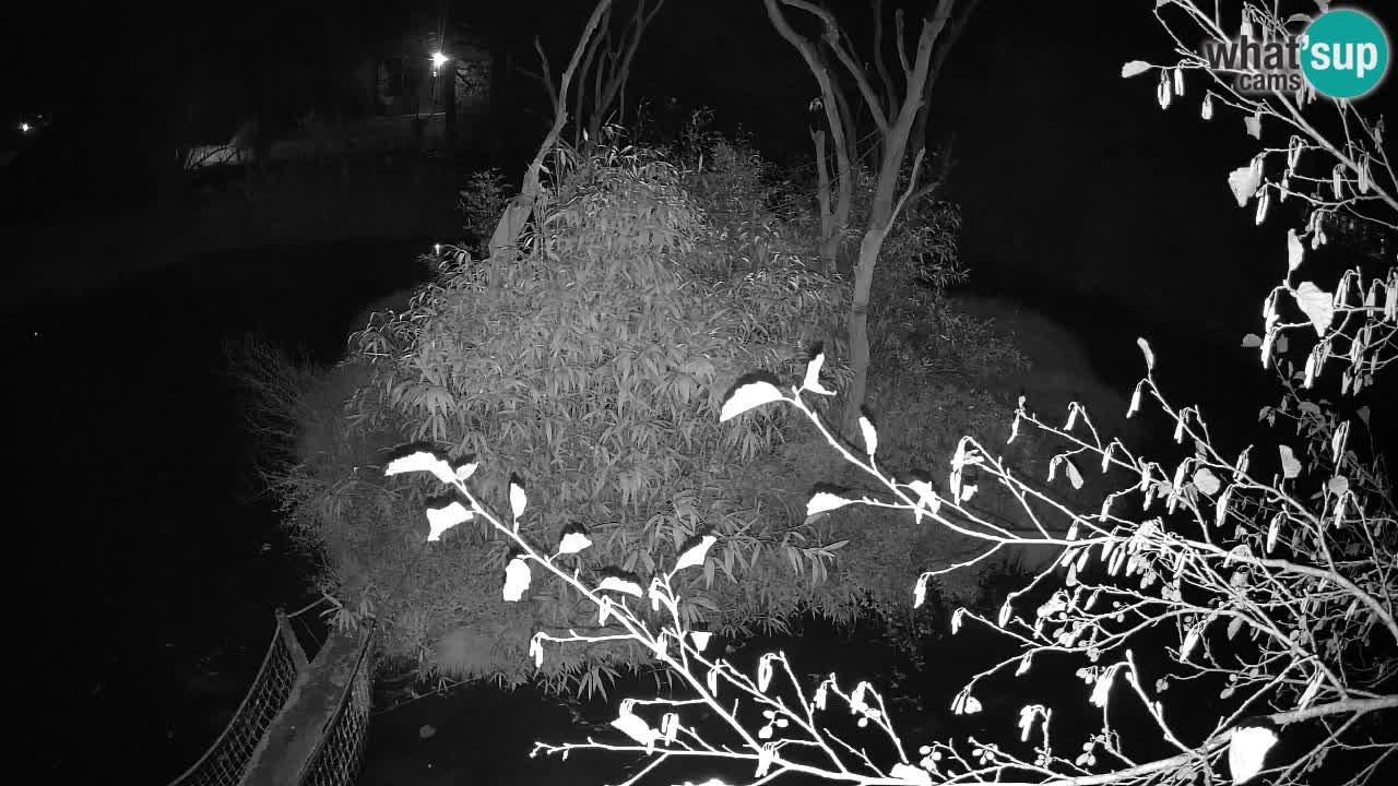 Yellow-cheeked gibbon Zoo Ljubljana livecam