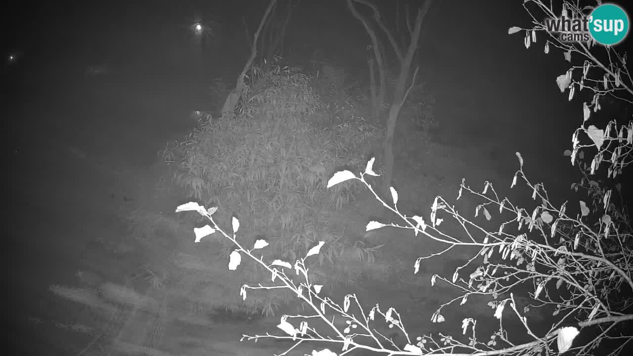 Gibon – Nomascus gabriellae – Zoo Ljubljana web kamera