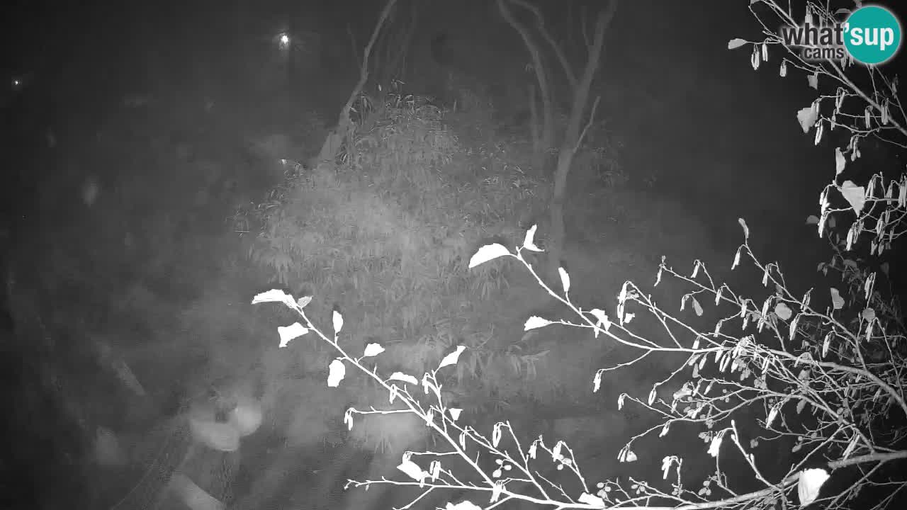 Südlicher Gelbwangen-Schopfgibbon Zoo Ljubljana webcam