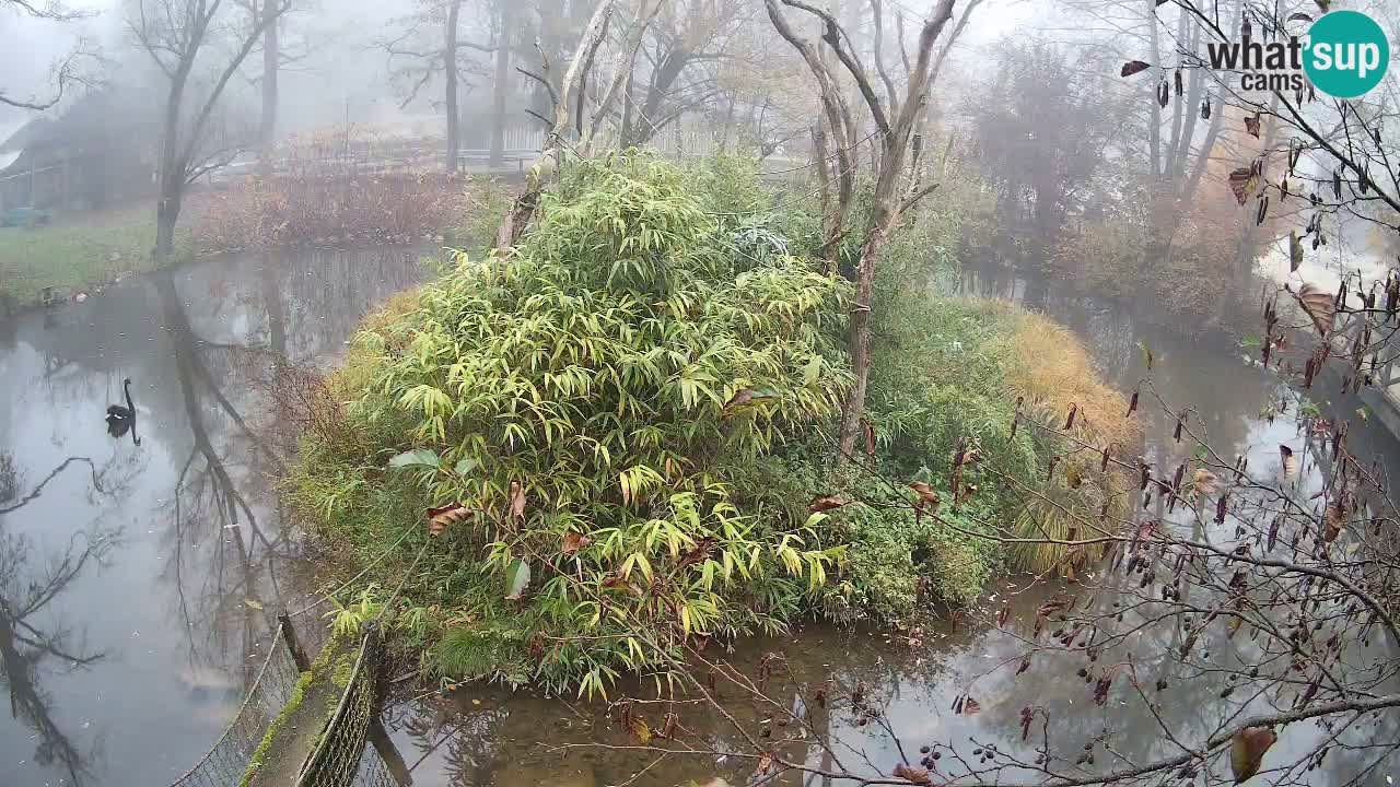 Gibon – Nomascus gabriellae – Zoo Ljubljana web kamera