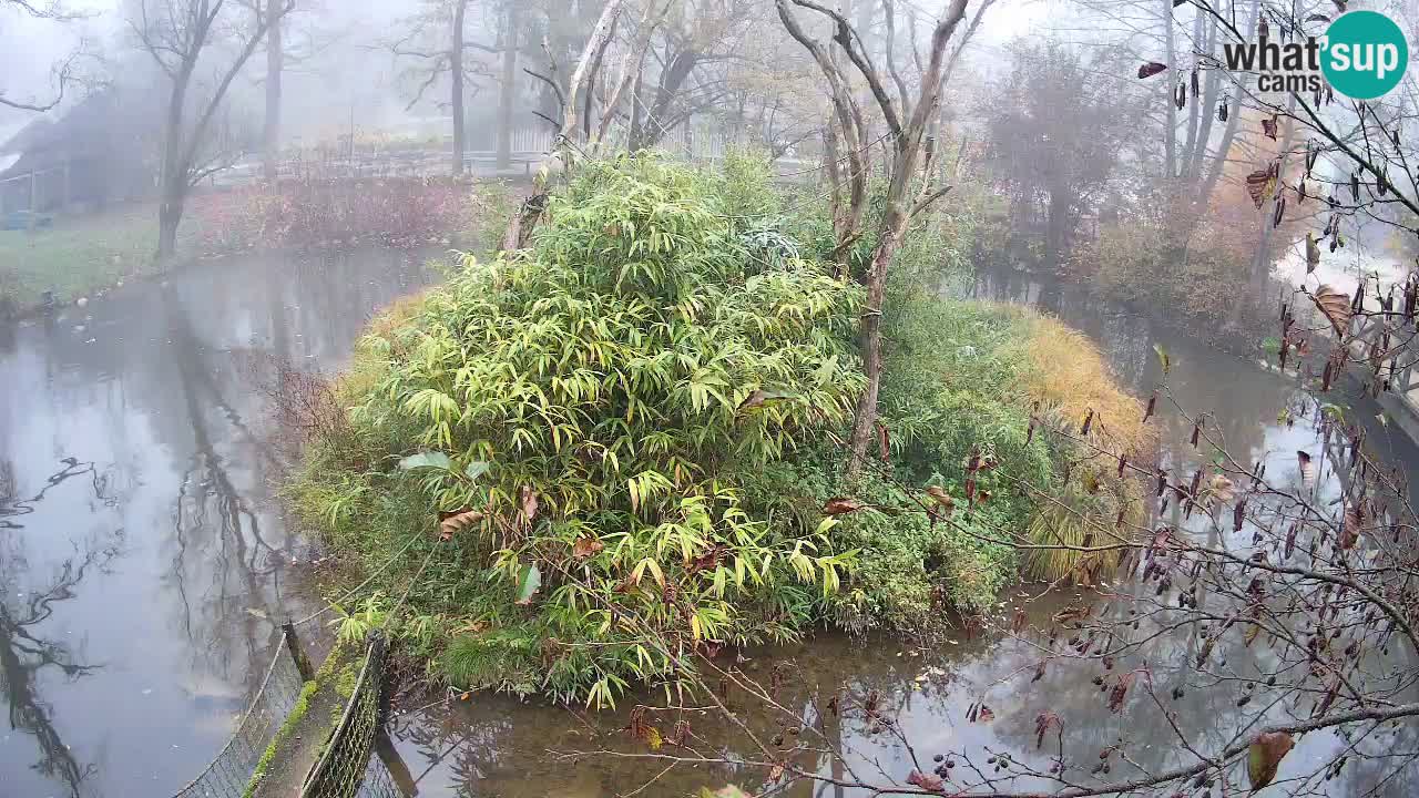 Südlicher Gelbwangen-Schopfgibbon Zoo Ljubljana webcam
